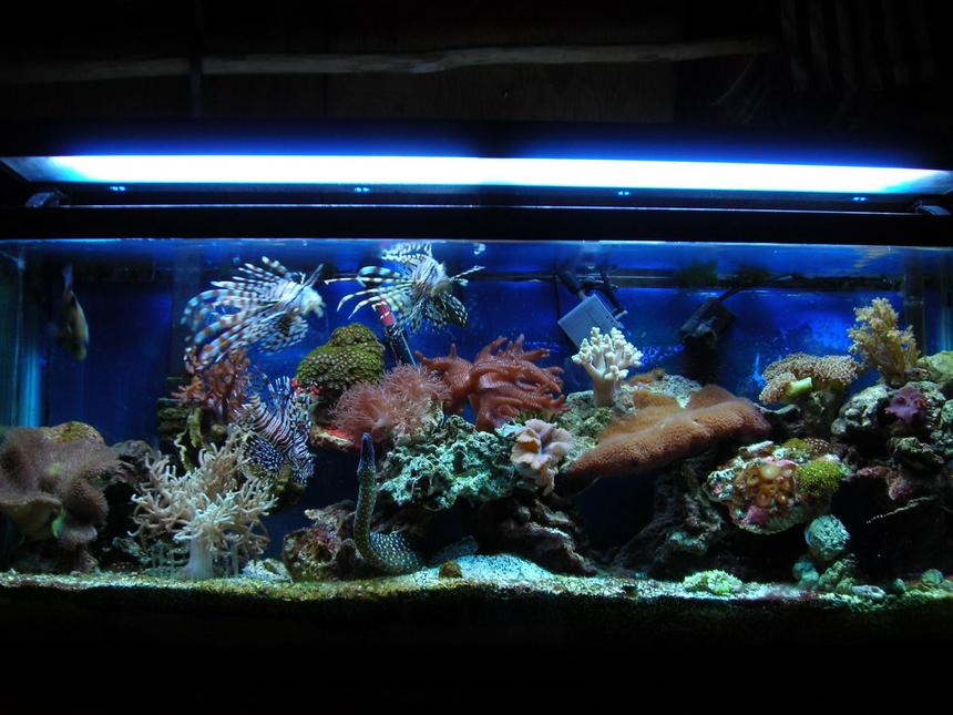 Rated #47: 55 Gallons Reef Tank - this is what my reef tank looked like in its prim but hair alge has killed just about everything:(