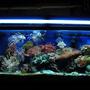 55 gallons reef tank (mostly live coral and fish) - this is what my reef tank looked like in its prim but hair alge has killed just about everything:(