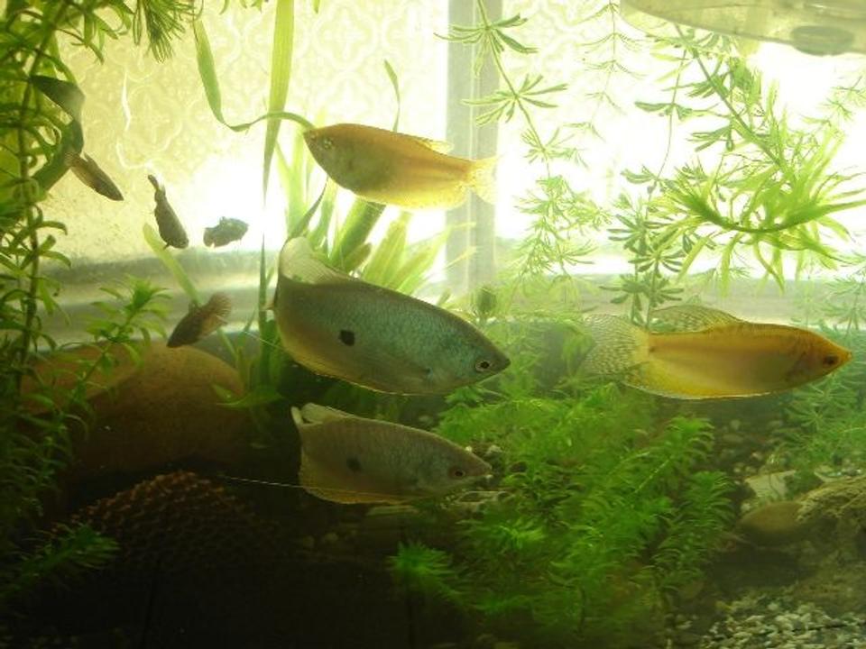 freshwater fish - trichogaster trichopterus - gold gourami stocking in 70 gallons tank - gourami