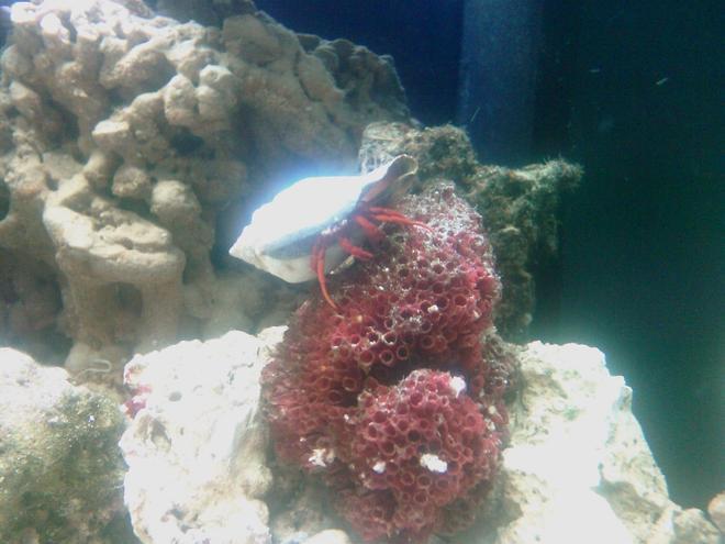 corals inverts - paguristes cadenati - red leg hermit crab stocking in 40 gallons tank - CloseUp of Harry my red legged Hermit Crab