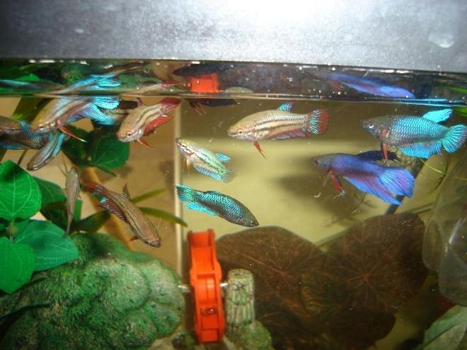 70 gallons freshwater fish tank (mostly fish and non-living decorations) - betta