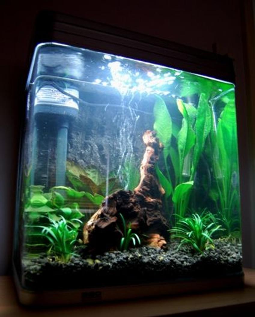 Rated #189: 9 Gallons Planted Tank - 9 gallon curved edge glass aquarium. 
New rework of this tank. Going for a dark atmosphere to enhance the natural colours of the fish i will add.