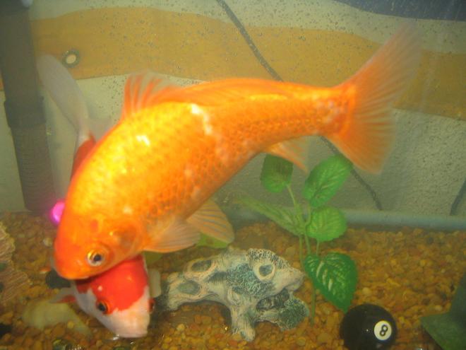freshwater fish - carassius auratus - goldfish stocking in 55 gallons tank - once , now 7 inches around!!!