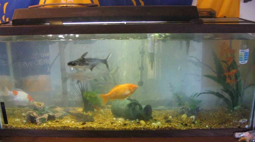 Rated #4264: 55 Gallons Freshwater Fish Tank - My tank 55
