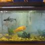 55 gallons freshwater fish tank (mostly fish and non-living decorations) - My tank 55