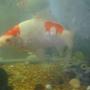 freshwater fish - carassius auratus - goldfish stocking in 55 gallons tank - whitie a very large goldfish