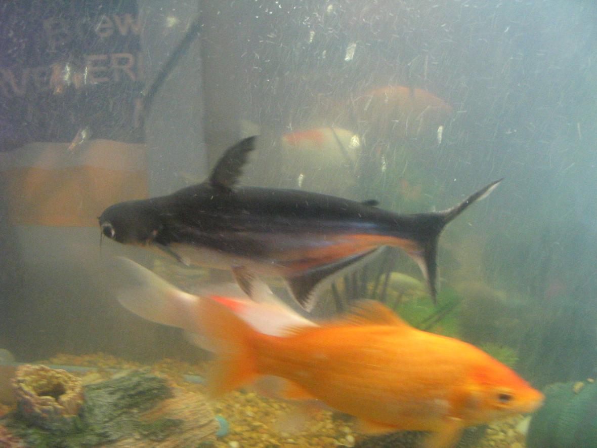 freshwater fish - pangasius hypophthalmus - iridescent shark stocking in 55 gallons tank - my big fish swimming around