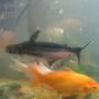 freshwater fish - pangasius hypophthalmus - iridescent shark stocking in 55 gallons tank - my big fish swimming around