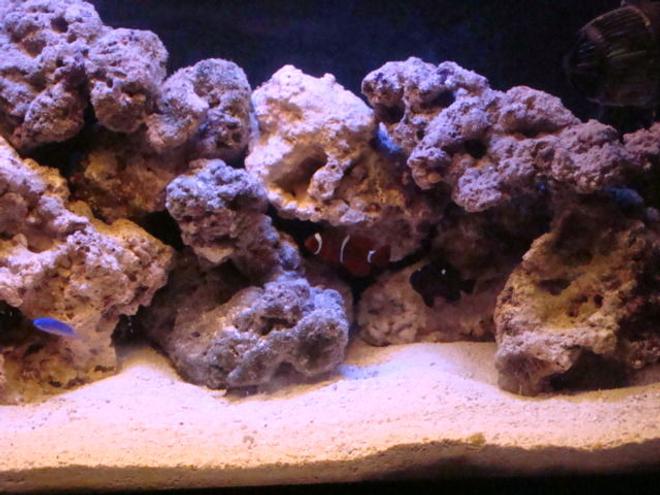 saltwater fish - amphiprion percula - true percula clownfish stocking in 29 gallons tank - some of my ocean family