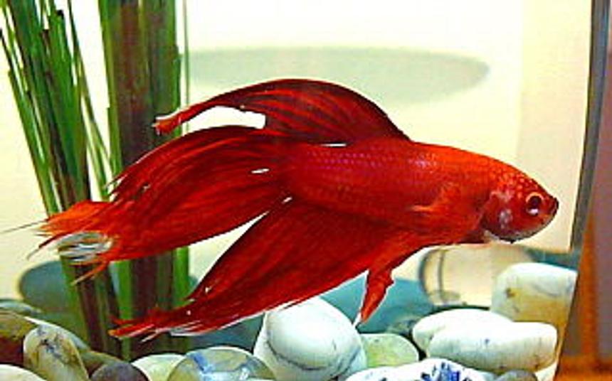Rated #589: Freshwater Fish - Betta Splendens - Betta - Male Stocking In 10 Gallons Tank - This was our betta before putting him in the community tank