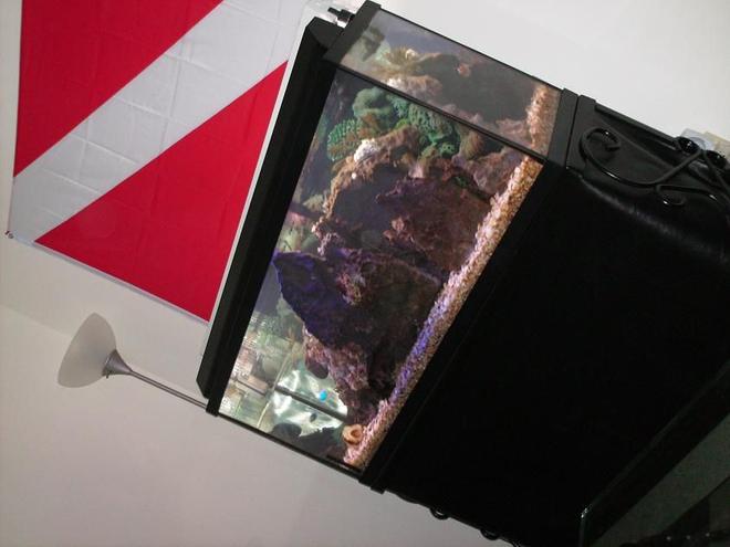55 gallons saltwater fish tank (mostly fish, little/no live coral) - My 55.