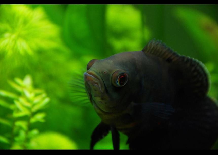 Rated #50: Freshwater Fish - Astronotus Ocellatus - Oscar Stocking In 45 Gallons Tank - My 3" oscar in his planted home :D,
the photo was taken with my Nikon DSLR, 
if you were wondering haha