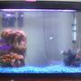 30 gallons freshwater fish tank (mostly fish and non-living decorations) - Full-View of Tank