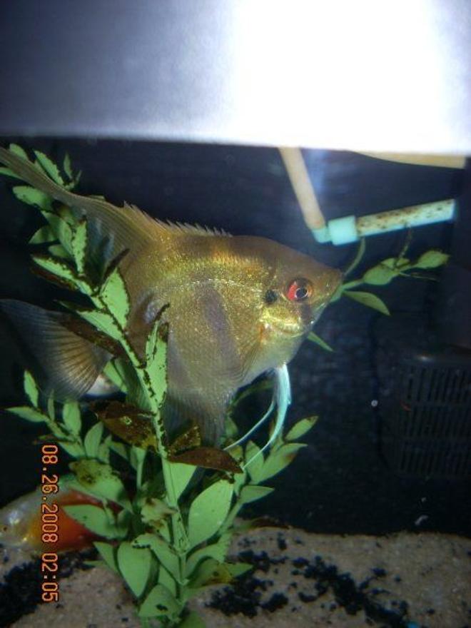 freshwater fish - pterophyllum sp. - silver zebra angel stocking in 6 gallons tank - Angel Fish