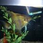 freshwater fish - pterophyllum sp. - silver zebra angel stocking in 6 gallons tank - Angel Fish