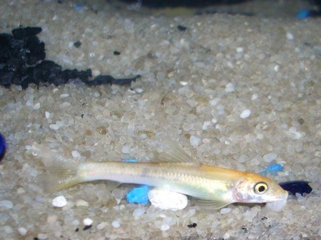 freshwater fish - gyrinocheilos aymonieri - gold algae eater stocking in 6 gallons tank - Gold Algae Eater (juvenile)