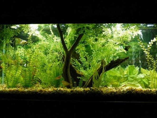 55 gallons planted tank (mostly live plants and fish) - 55 Gallon