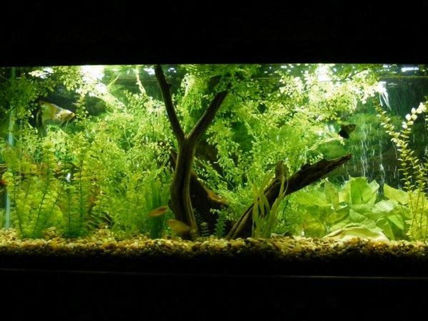 Rated #23: 55 Gallons Planted Tank - 55 Gallon