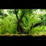 55 gallons planted tank (mostly live plants and fish) - 55 Gallon