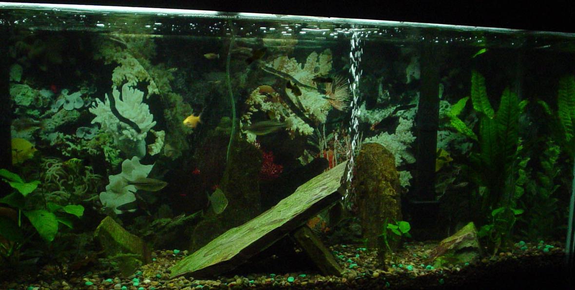 55 gallons freshwater fish tank (mostly fish and non-living decorations) - I am a beginner at decorating the fish tank. I need some suggestions on making it look great. Please help me.