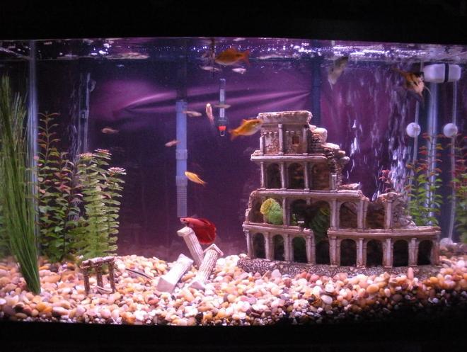 29 gallons freshwater fish tank (mostly fish and non-living decorations) - tank -whisper 30 and whisper10 filters, heater, and 2 bubble curtains-60lbs of gravel 15  fish, fake plants