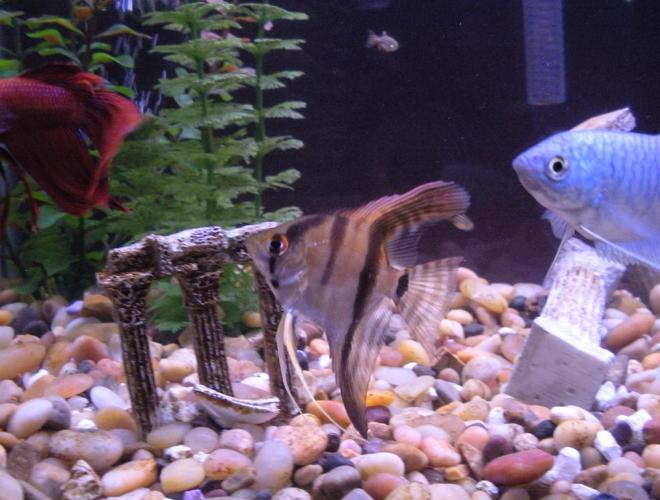 freshwater fish - trichogaster trichopterus - blue gourami stocking in 29 gallons tank - El Diablo, Gurami, the little angel fish