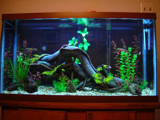 40 gallons freshwater fish tank (mostly fish and non-living decorations) - This is the root natural design, it was rated number 2 for 6 day s this month but ,I liked the original Sunken Ship design which my tank is back to now.  What you guys think do you agree ?,both pics are on website