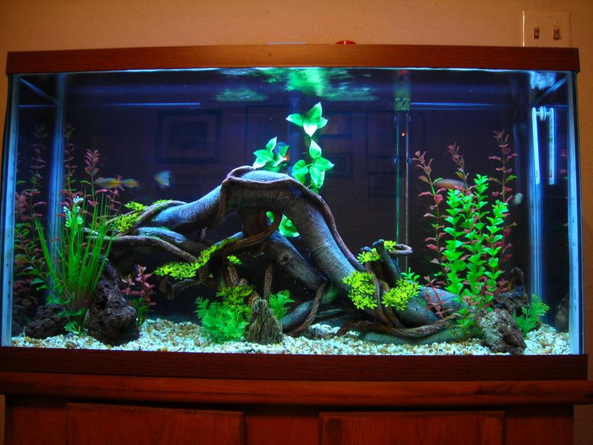 Rated #18: 40 Gallons Freshwater Fish Tank - This is the root natural design, it was rated number 2 for 6 day s this month but ,I liked the original Sunken Ship design which my tank is back to now.  What you guys think do you agree ?,both pics are on website