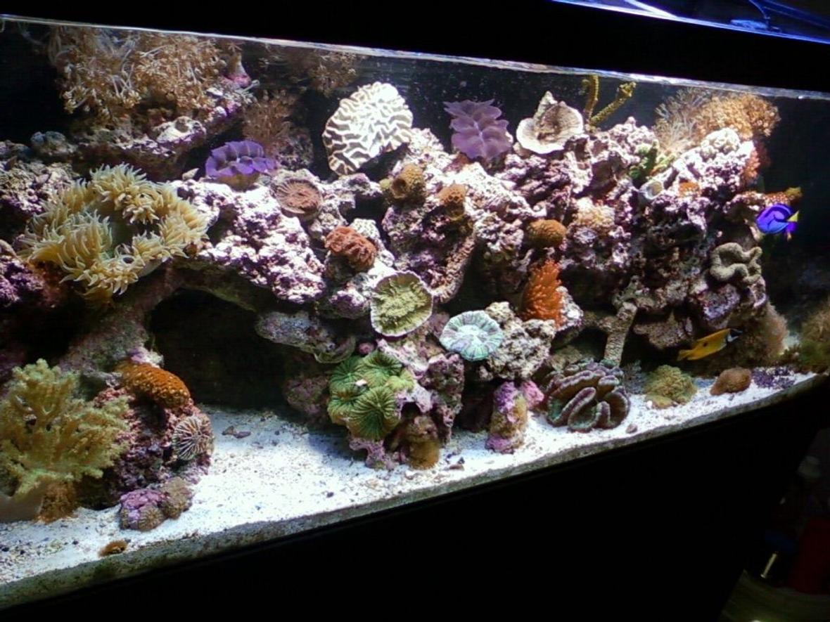 75 gallons reef tank (mostly live coral and fish) - main pic