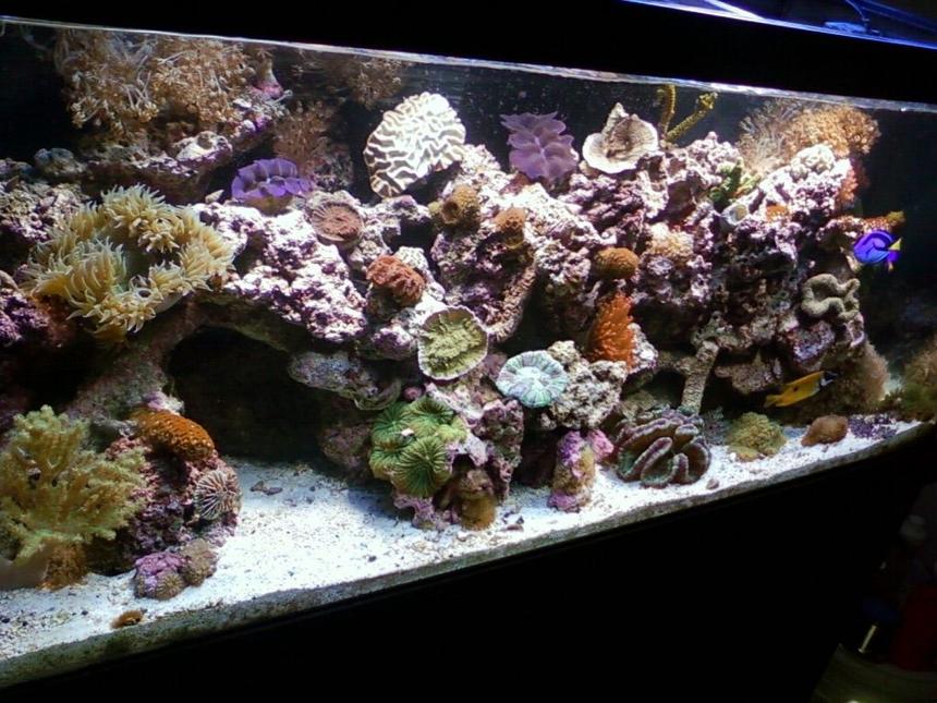 Rated #21: 75 Gallons Reef Tank - main pic