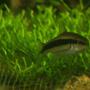 freshwater fish - crossocheilus siamensis - siamese algae eater stocking in 80 gallons tank - Suamese Algae Eater