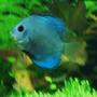 freshwater fish - symphysodon spp. - neon blue discus stocking in 80 gallons tank - gotta go!!
