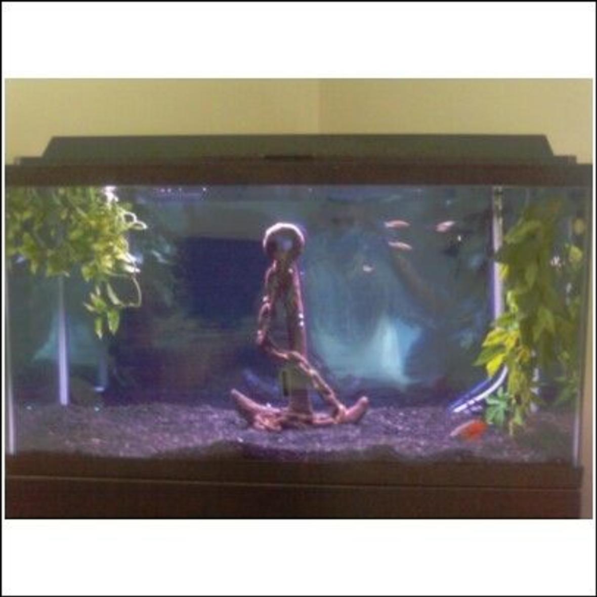 38 gallons freshwater fish tank (mostly fish and non-living decorations) - My 38 Gallon Tank