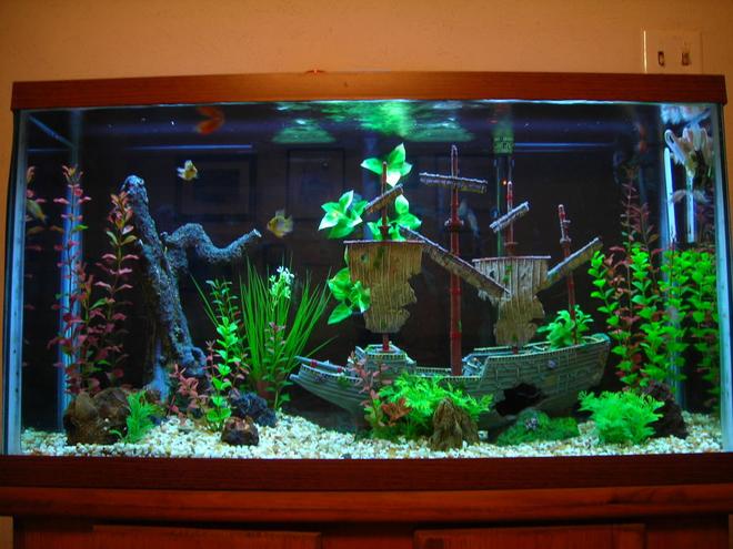 40 gallons freshwater fish tank (mostly fish and non-living decorations) - Ok this design has been on here before couldnt decide which i liked better between the root design and the Sunken Ship design pictured ,I just got a new camera and what a difference a camera makes. The sunken Ship is my favorite setup ,I like it even better than the natural root setup that was #2 for the month. pictured in additional tanks. What you guys think between the two ?
