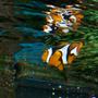 saltwater fish - amphiprion percula - true percula clownfish stocking in 20 gallons tank - Perc