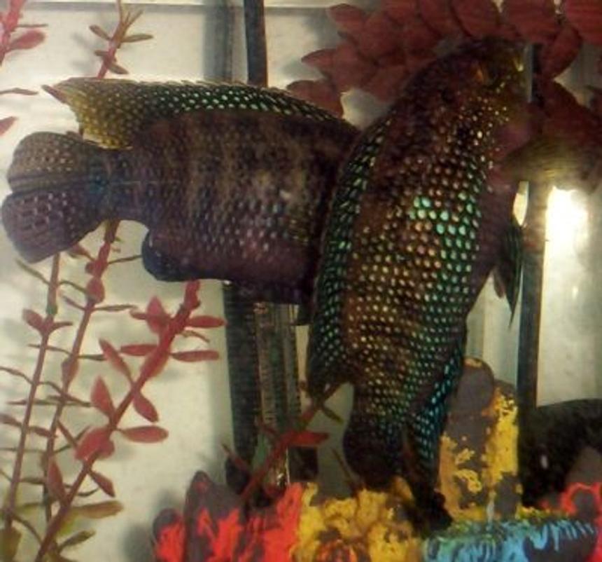 Rated #1362: Freshwater Fish - Nandopsis Octofasciatum - Jack Dempsey Stocking In 75 Gallons Tank - Jack dempseys at 1 yr old. they were about 1 inch when we got them and have grown to 6.