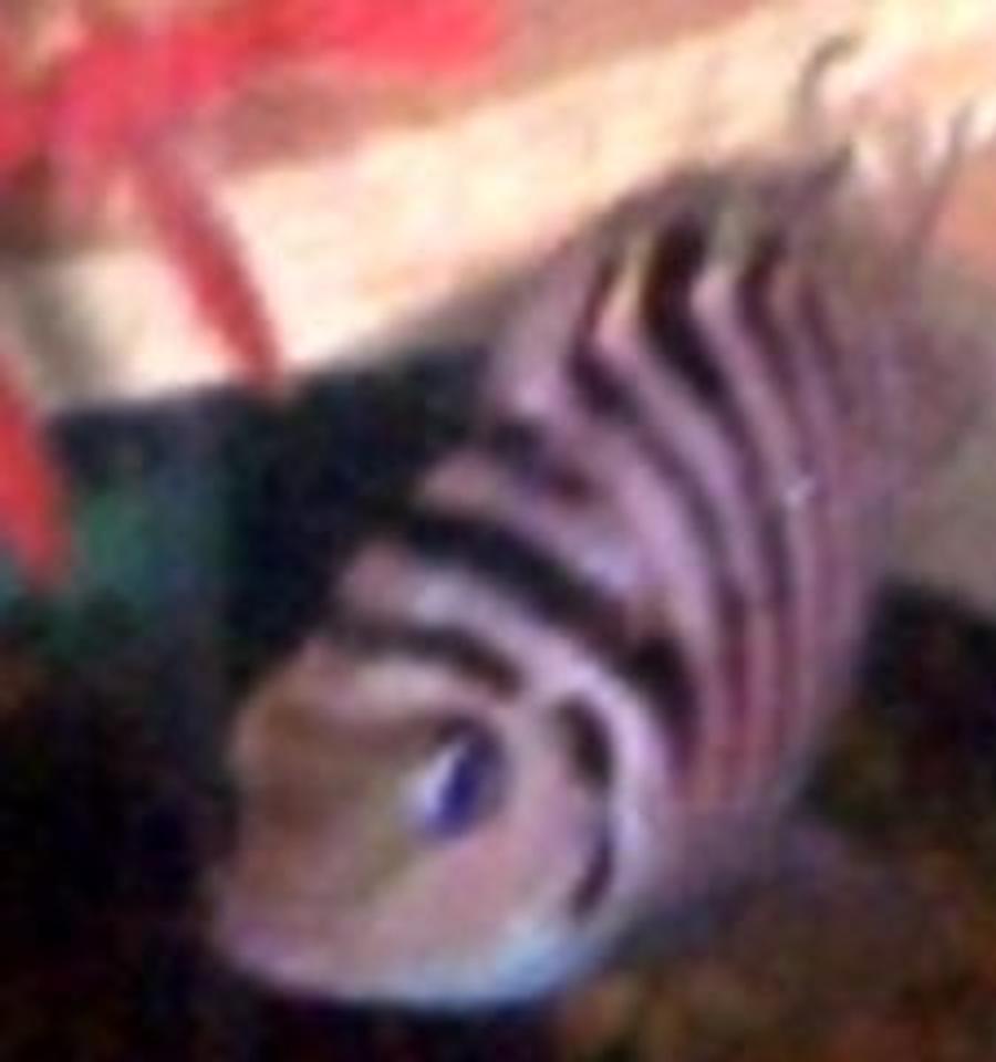 freshwater fish - archocentrus nigrofasciatus - black convict cichlid stocking in 75 gallons tank - convict