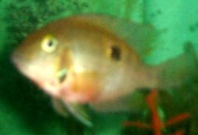 freshwater fish - thorichthys meeki - firemouth cichlid stocking in 75 gallons tank - firemouth