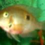 freshwater fish - thorichthys meeki - firemouth cichlid stocking in 75 gallons tank - firemouth