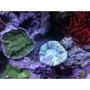 corals inverts - montipora capricornis - green apple cap coral stocking in 75 gallons tank - open brain, and green monty