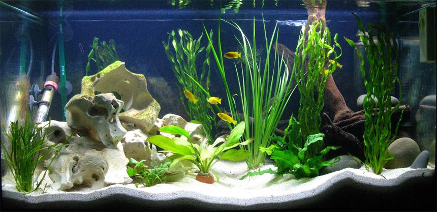 Rated #8: 40 Gallons Freshwater Fish Tank - Front on!