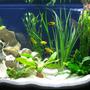 40 gallons freshwater fish tank (mostly fish and non-living decorations) - Front on!
