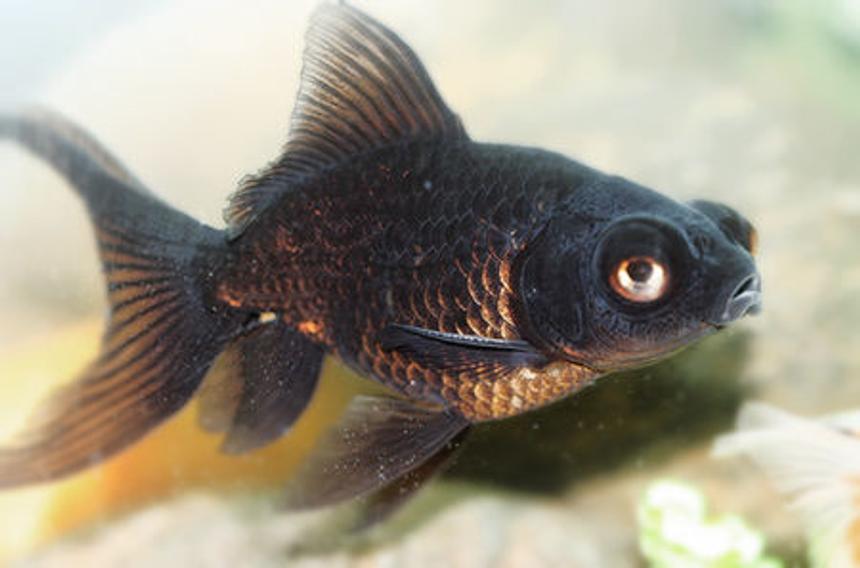 Rated #125: Freshwater Fish - Carassius Auratus - Black Moor Goldfish Stocking In 72 Gallons Tank - baby black moor
