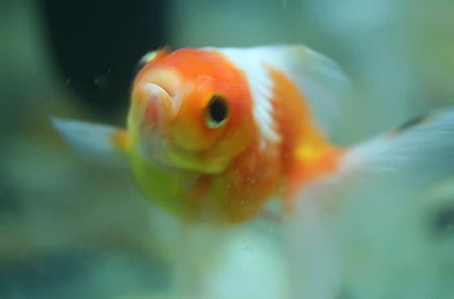 freshwater fish - carassius auratus - crown pearlscale goldfish stocking in 72 gallons tank - pearl scale