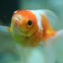 freshwater fish - carassius auratus - crown pearlscale goldfish stocking in 72 gallons tank - pearl scale