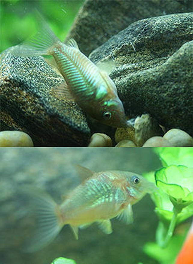 freshwater fish - brochis splendens - emerald green cory cat stocking in 72 gallons tank - emerald corycat (its not dead, its eating an algae wafer)...