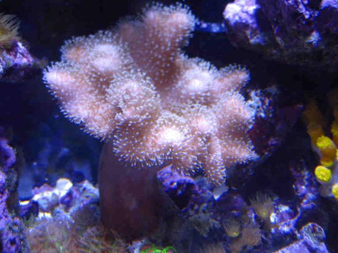corals inverts - sarcophyton sp. - toadstool mushroom leather coral stocking in 75 gallons tank - Umbrella leather