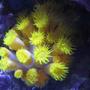 corals inverts - tubastrea faulkneri - yellow sun coral stocking in 75 gallons tank - My "new" sun coral