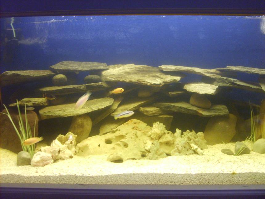 Rated #1838: 225 Gallons Freshwater Fish Tank - Added a few more pieces of slate.