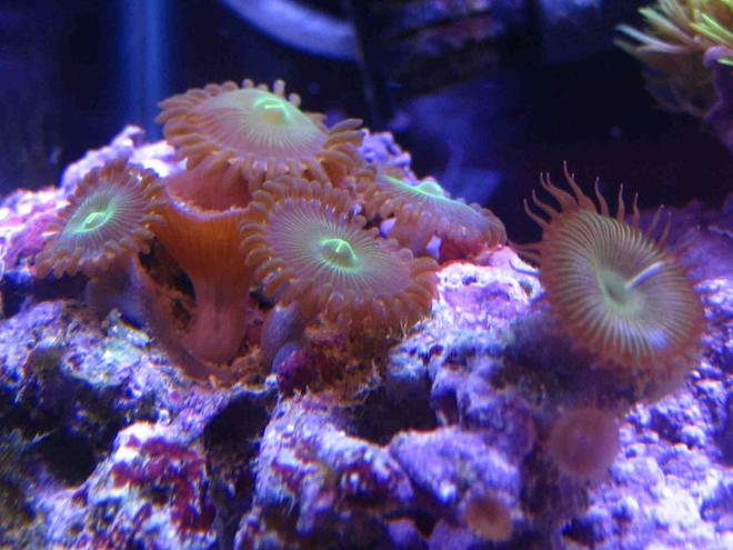 corals inverts - protopalythoa sp. - button polyp stocking in 75 gallons tank - button polyps
